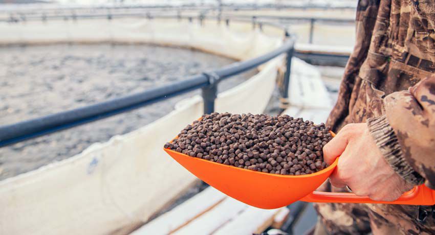 ۲۴- ترکیبات غذای ماهی قزل الا