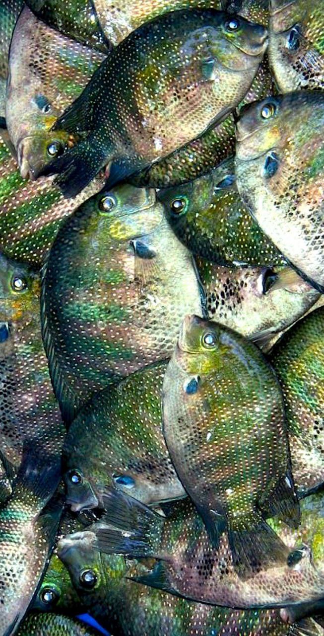 ۵- عادت های غذایی انواع آبزیان