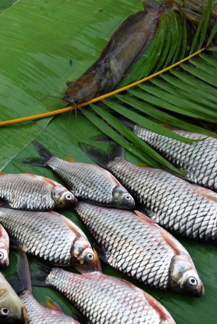 ۴- انواع گونه ابزیان بر اساس تغذیه