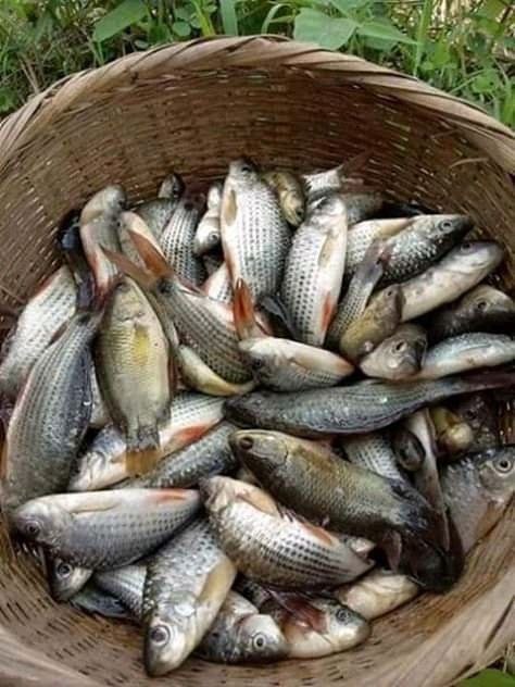 ۳- جیره نویسی ابزیان بر اساس گونه پرورشی
