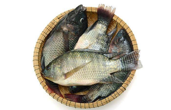 ۱۲- انواع گونه های ماهی تیلاپیا