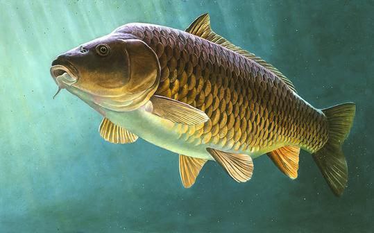 🐠 طرح توجیهی و محاسبه سود خالص پرورش ماهی کپور در سال ۱۴٠۳