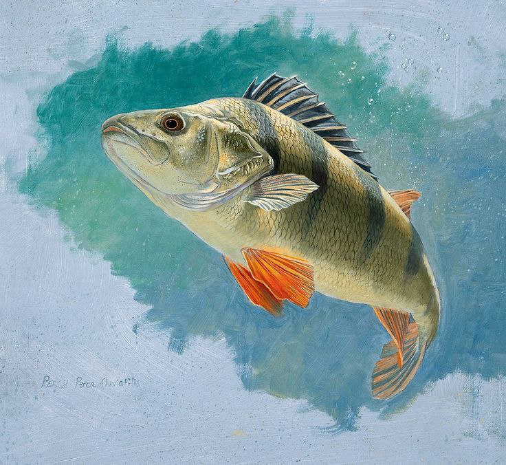 🐠 طرح توجیهی و محاسبه سود خالص پرورش ماهی تیلاپیا در سال ۱۴٠۳
