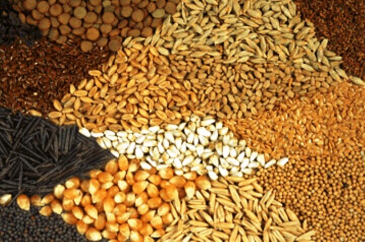 ۱۵- مواد اولیه در جیره دان مرغ بومی