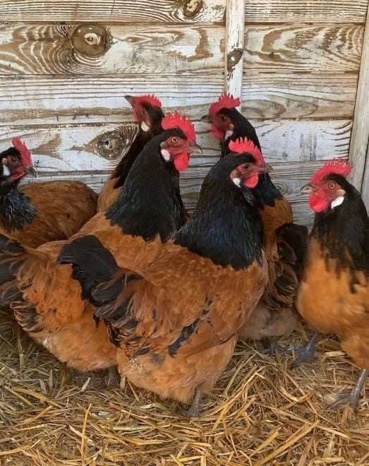 ۴۷- پرورش مرغ بومی تخمگذار در بستر یا فضای باز