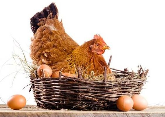 ۵۹- شرایط پرورش مرغ بومی در قفس