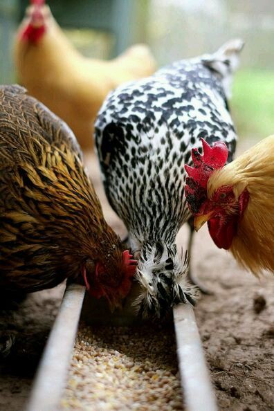 ۶۶- میزان مصرف دان از جوجه تا مرغ بالغ بومی و محلی