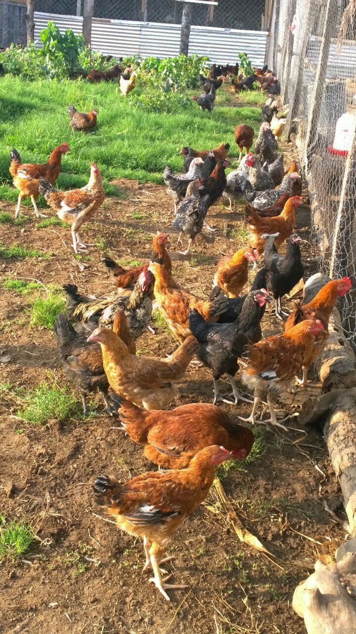 ۷۹- انواع مدل تهویه در مزارع پرورش مرغ بومی