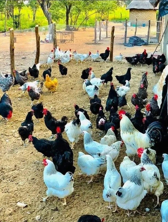 ۷۸- سیستم تهویه در مزارع پرورش مرغ بومی