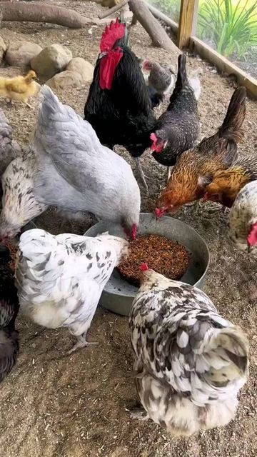 ۷۷- چگونگی، شدت و رنگ نور در مزارع پرورش مرغ بومی