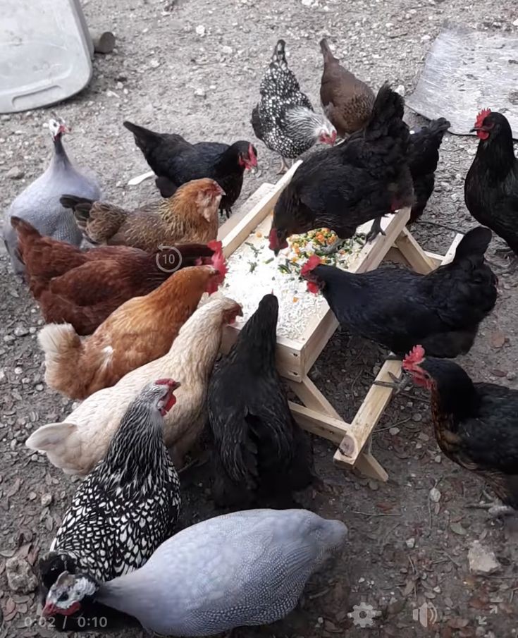 ۷۵- فاکتورهای لازم برای انتخاب مزرعه پرورش مرغ بومی