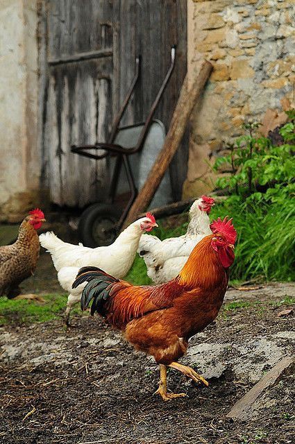 ۹۵- نحوه رعایت بهداشت در انبار نگهداری مرغ بومی