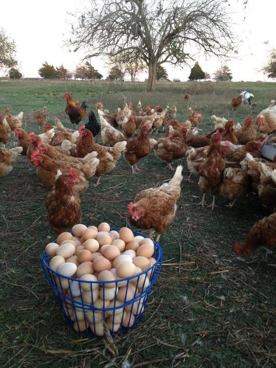 ۹٠- انواع قفس در پرورش مرغ بومی