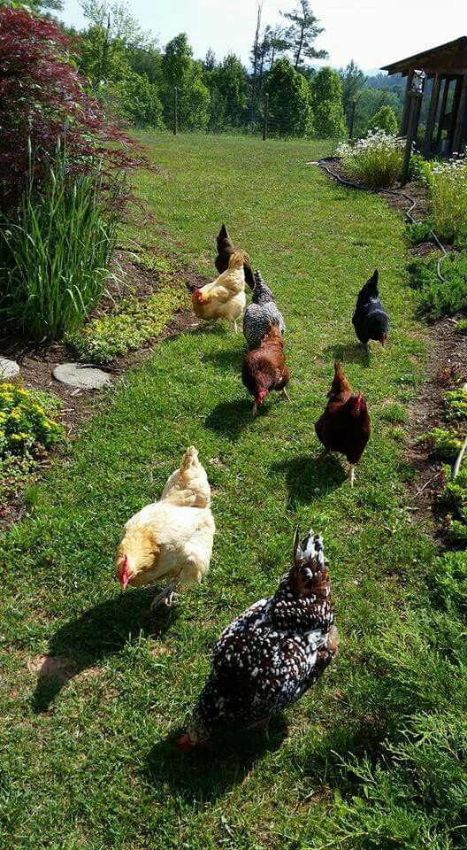 ۸۸- انواع ابخوری در پرورش مرغ بومی