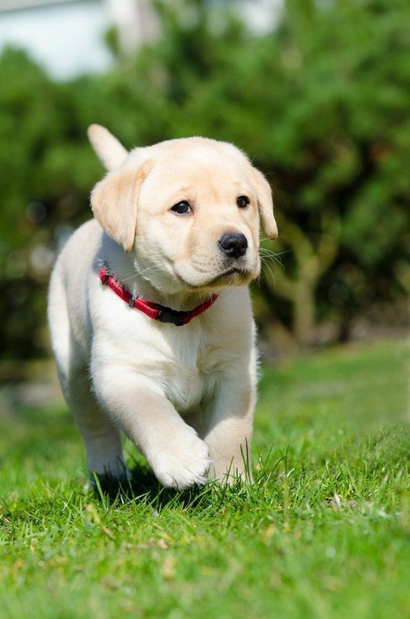 🐶 ۲۲- یادگیری و صدا کردن توله های سگ