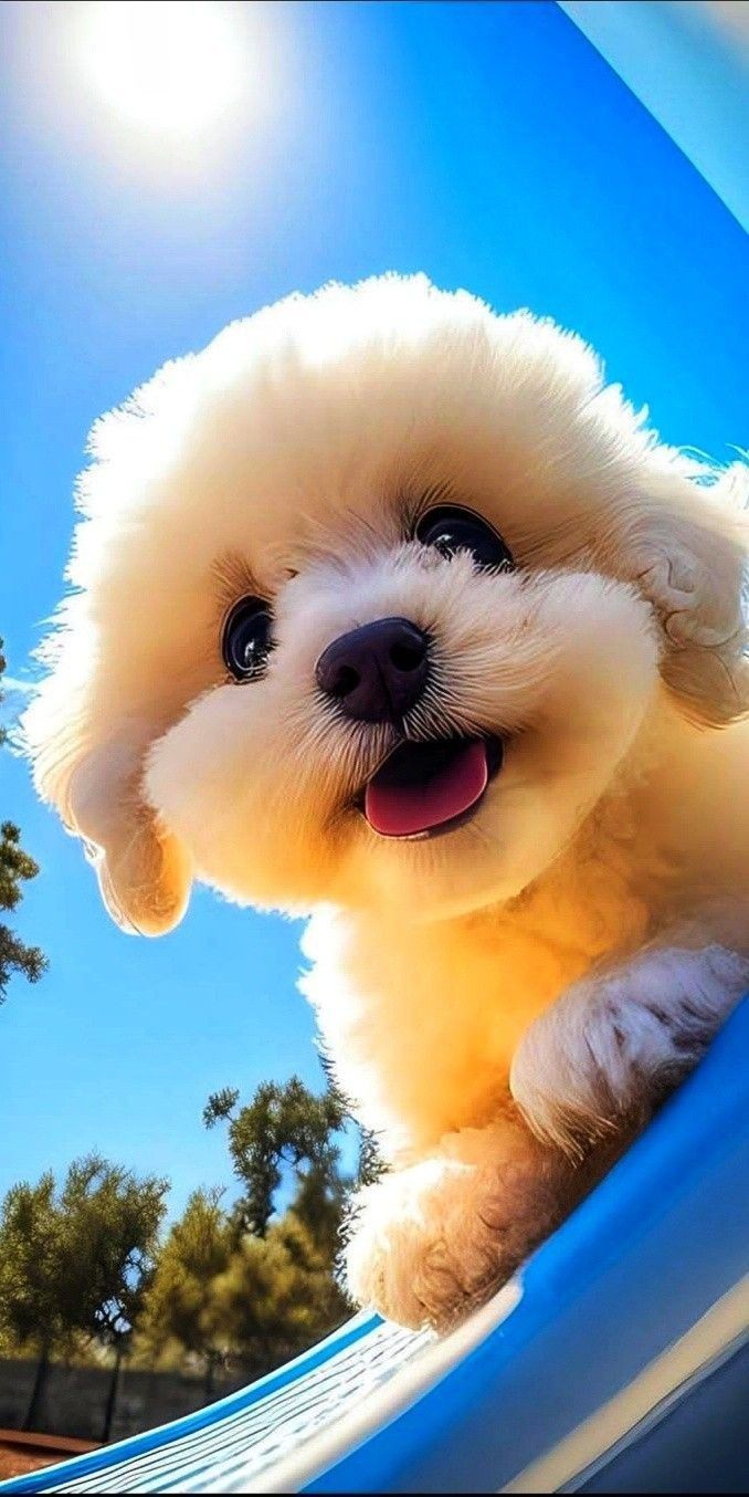 🐶 ۱۸- برس کشیدن در توله های سگ