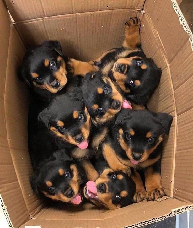 🐶 ۳۷- تغذیه همزمان چند سگ به چه صورت است؟