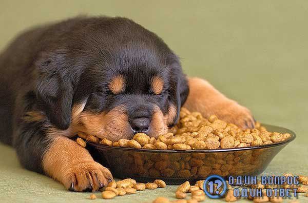 🐶 ۳۶- محل غذا دادن به سگ چگونه باید باشد؟