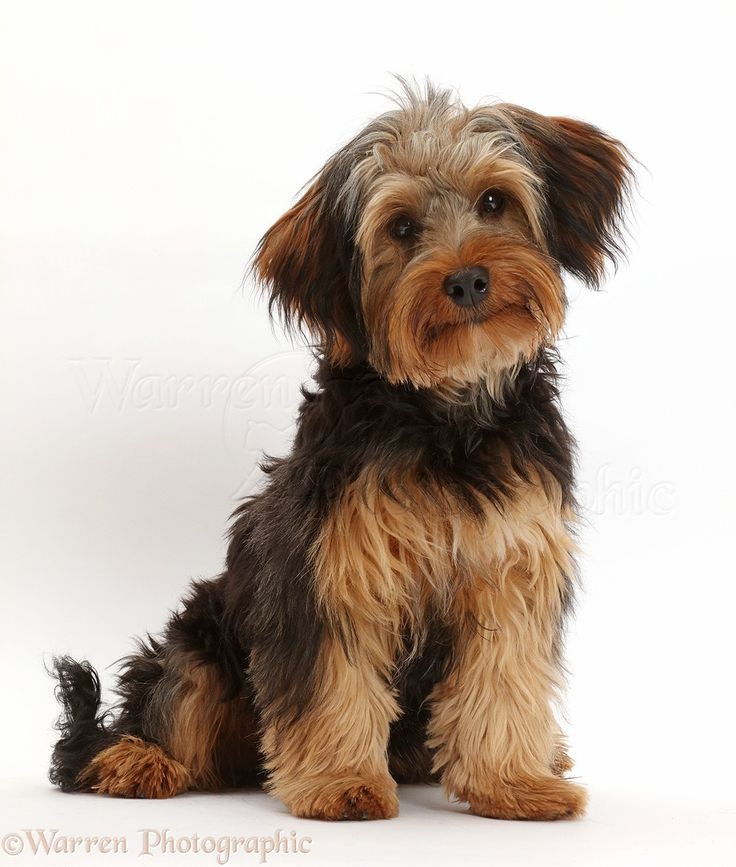 🐶 ۳۵- مقدار انرژی مورد نیاز سگ چقدر است و چگونه و از چه چیزهایی تامین می شود؟