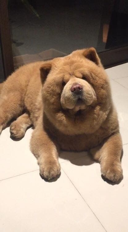 🐶 ۵4- مراقبت و بهداشت دندان در سگ ها
