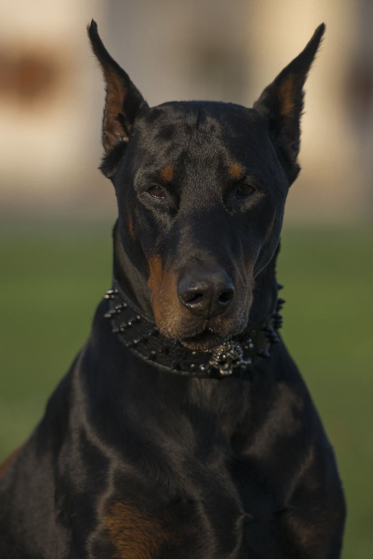 🐶 ۵۳- نحوه استحمام و حمام کردن سگ ها
