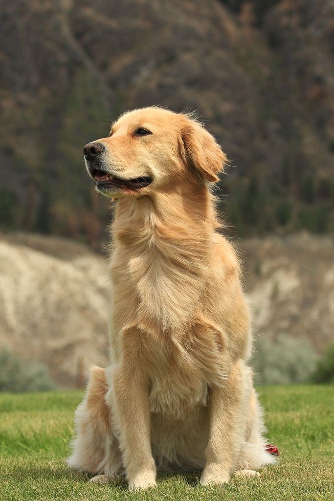 🐶 ۵۲- نحوه گرفتن ناخن در سگ ها