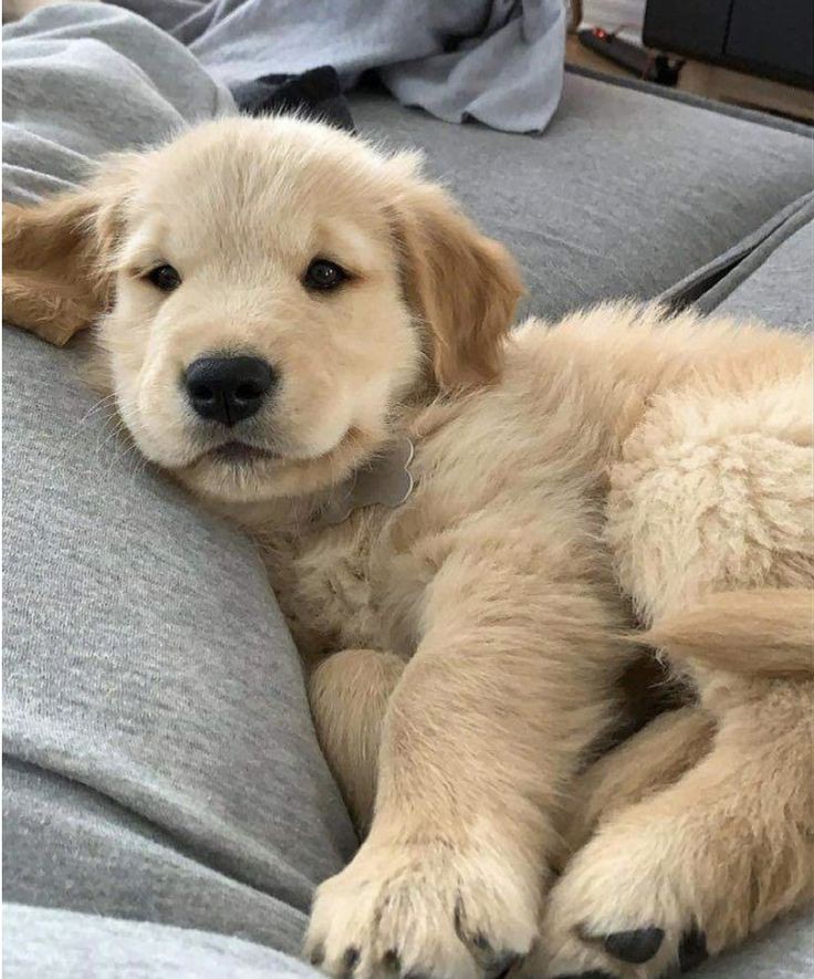 🐶 ۵۱- وسایل و نحوه کوتاه کردن موی سگ