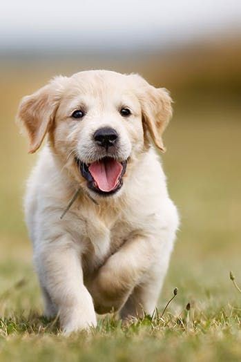 🐶 ۵٠- شانه کشیدن و برس زدن در سگ ها