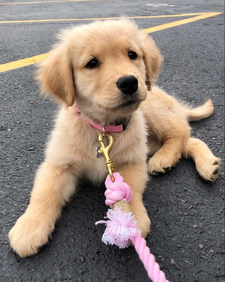 🐶 ۴۸- چگونه میشود بیماری سگ ها را تشخیص داد؟
