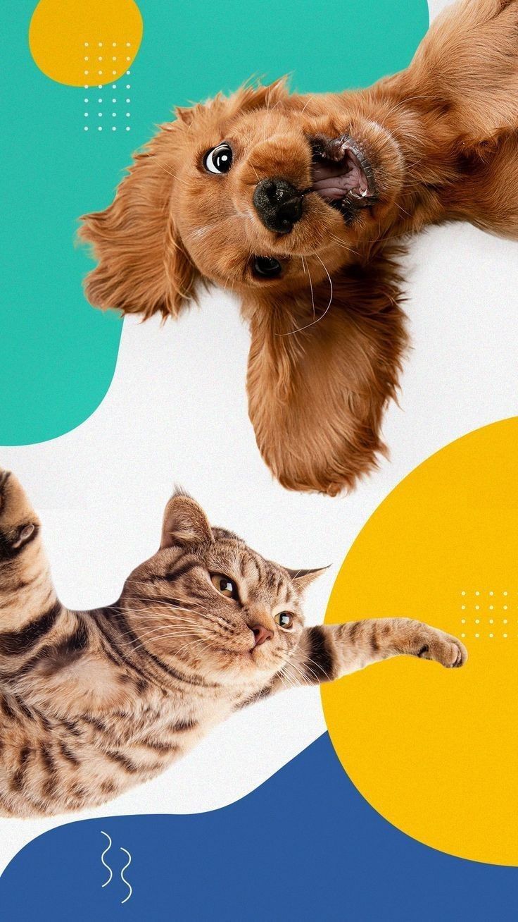 ❓ ایا غذای خشک سگ برای گربه مناسب است؟