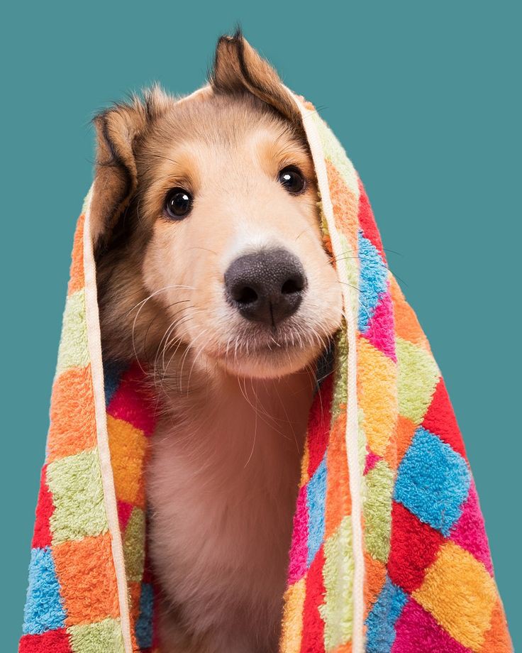 ❓ غذای خشک سگ خیابانی چیست؟