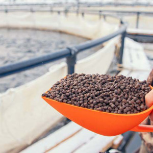 ۲۴- ترکیبات غذای ماهی قزل الا
