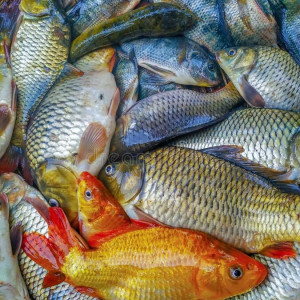 ۲۵- رعایت اصول بهداشتی در پرورش ماهی کپور