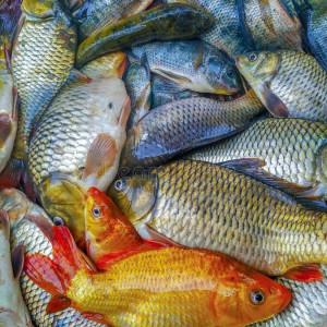 ۷- اطلاعات لازم در مورد اجزای جیره غذایی آبزیان