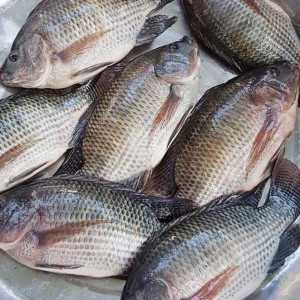 ۶- غذای آبزیان بر اساس وزن و مرحله زندگی