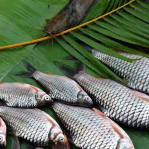 ۴- انواع گونه ابزیان بر اساس تغذیه