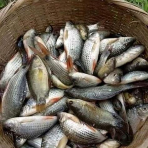۳- جیره نویسی ابزیان بر اساس گونه پرورشی