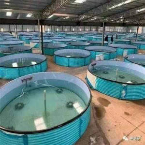 ۹- محاسبه تعداد تراکم بر اساس طول ماهی تیلاپیا