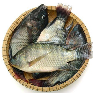 ۱۲- انواع گونه های ماهی تیلاپیا