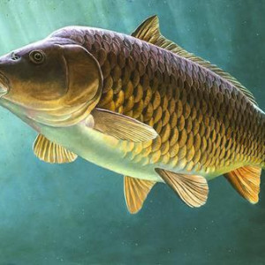 🐠 طرح توجیهی و محاسبه سود خالص پرورش ماهی کپور در سال ۱۴٠۳