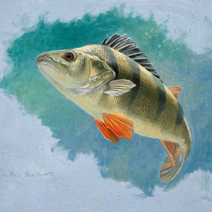 🐠 طرح توجیهی و محاسبه سود خالص پرورش ماهی تیلاپیا در سال ۱۴٠۳