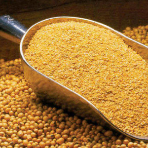 ۲۲- کنجاله سویا در جیره غذایی مرغ بومی