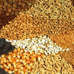 ۱۵- مواد اولیه در جیره دان مرغ بومی