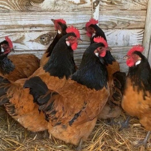 ۴۷- پرورش مرغ بومی تخمگذار در بستر یا فضای باز