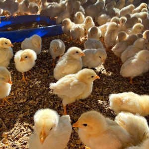 ۶۳- ابخوری و تامین اب جوجه ها و مرغ های بومی