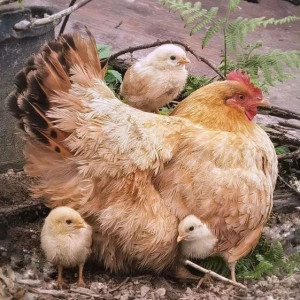 ۶٠- تعداد تراکم مرغ بومی برای پرورش