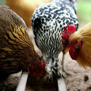 ۶۶- میزان مصرف دان از جوجه تا مرغ بالغ بومی و محلی