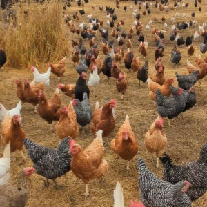 ❓ علت هم نوع خواری در مزارع پرورش طیور چیست؟