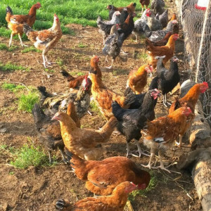 ۷۹- انواع مدل تهویه در مزارع پرورش مرغ بومی