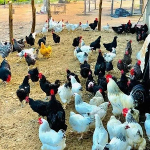 ۷۸- سیستم تهویه در مزارع پرورش مرغ بومی